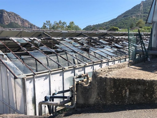 Cia Liguria: "Contro i danni del maltempo servono risorse per assicurare colture e strutture" Cia Liguria: "Contro i danni del maltempo servono risorse per assicurare colture e strutture"