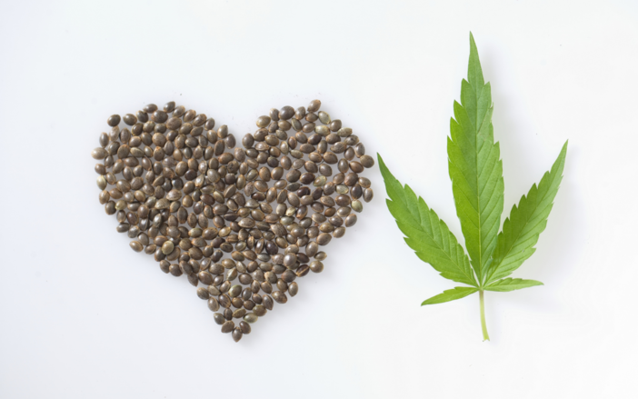 6 errori comuni nella conservazione dei semi di cannabis e come evitarli 6 errori comuni nella conservazione dei semi di cannabis e come evitarli