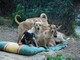 Camporosso: cercano ancora casa 40 cani a Santa Croce, diminuite le adozioni nel periodo estivo, circa una a settimana