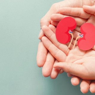 Il 13 marzo la giornata mondiale del rene: in tutta la Liguria organizzate attività di screening straordinarie e colloqui con gli specialisti