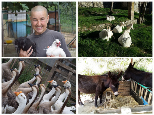 Capre, asini, anatre, cani e gatti a rischio sfratto. L’appello di Cinzia: ”Sono come i miei figli non voglio che siano abbattuti, aiutatemi" Capre, asini, anatre, cani e gatti a rischio sfratto. L’appello di Cinzia: ”Sono come i miei figli non voglio che siano abbattuti, aiutatemi"