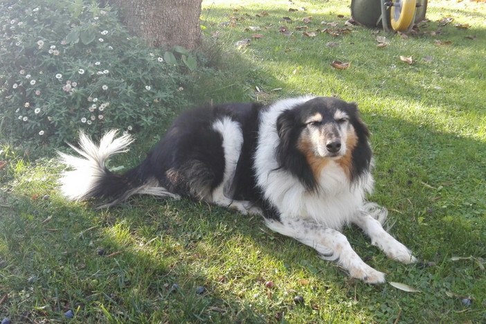 Imperia: in zona Diano Gorleri è stata smarrita Shila. L'appello del proprietario