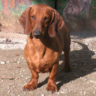 Bordighera invasa dai bassotti: oltre 60 “salsicciotti” protagonisti della Sausage Walk sul lungomare