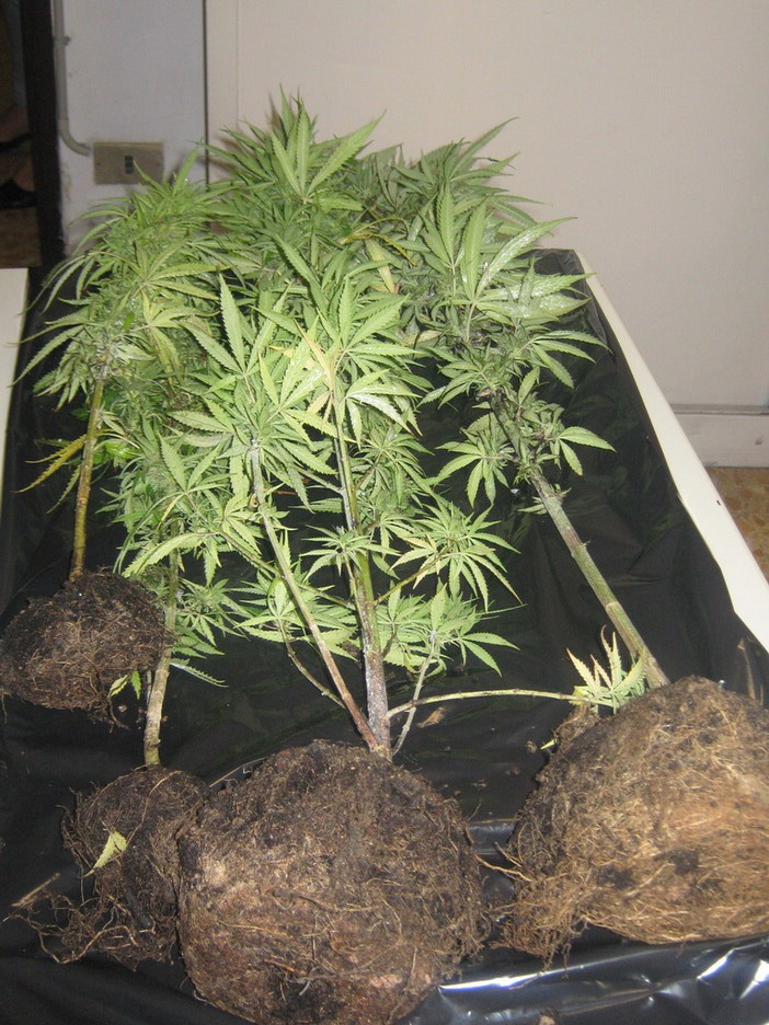 Coltivava Marijuana in un orto ad Imperia: denunciato un 60enne residente ad Andora