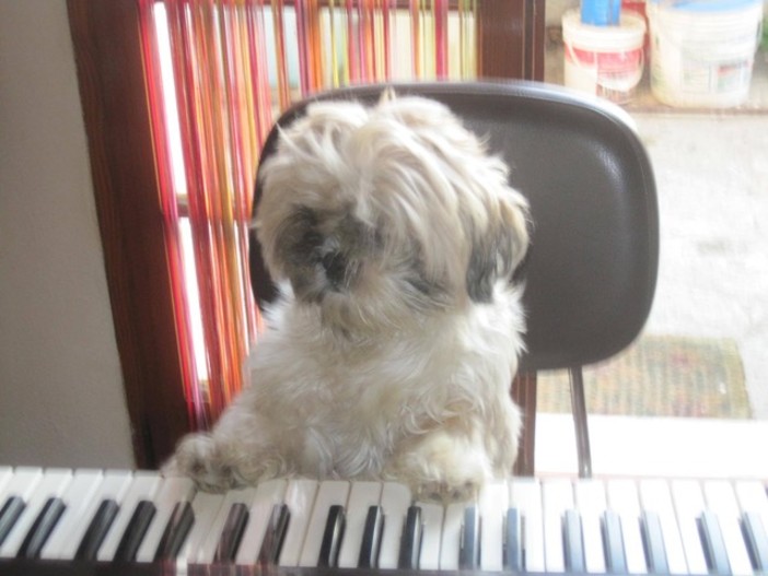 Bordighera: Kimi è stato rubato oggi da un terrazzo, l'accorato appello dei proprietari