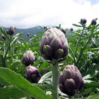 Che anno è stato per il carciofo di Perinaldo? Produzione giù del 15% ma è salita la qualità