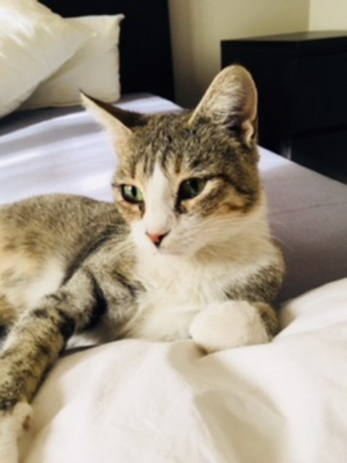 Sanremo: la gattina Stellina cerca una nuova famiglia