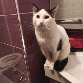 Ventimiglia: smarrito gatto in corso limone Piemonte a Roverino, l'appello della proprietaria (Foto)
