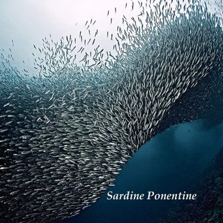 Le Sardine Ponentine lanciano l'evento di questa sera: “Basta toni violenti, ammiccamenti agli estremismi più indecenti, sdoganamento del pensiero più retrogrado”