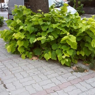 Ventimiglia: procede lo sfalcio delle strade più ‘bisognose’ di interventi, pulite via Tacito e corso Limone Piemonte