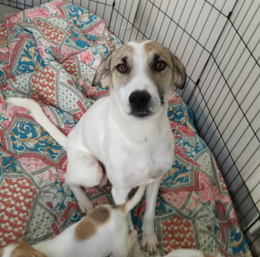 Sanremo: la cagnolina Sissi cerca una nuova famiglia Sanremo: la cagnolina Sissi cerca una nuova famiglia