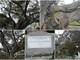 Bordighera: previsti per il mese di febbraio i primi interventi sul Ficus machrophilla monumentale davanti a Palazzo Garnier