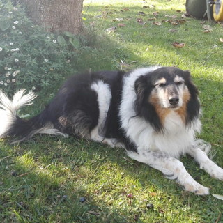 Imperia: in zona Diano Gorleri è stata smarrita Shila. L'appello del proprietario