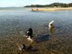 Il Tar sospende l’ordinanza del Sindaco di Diano Marina che vietava i cani sulle spiagge libere dalle 8 alle 20 Il Tar sospende l’ordinanza del Sindaco di Diano Marina che vietava i cani sulle spiagge libere dalle 8 alle 20