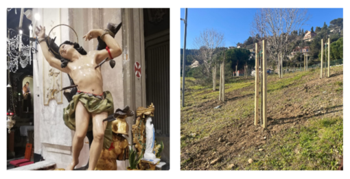 Festa di San Sebastiano, Camporosso pianta un albero per ogni bambino nato nel 2025 (Foto)