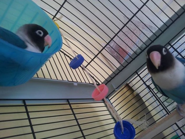 Sanremo: il pappagallino Sangria ha fatto ritorno a casa