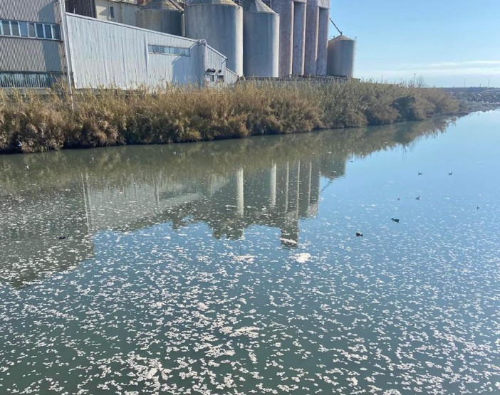 Imperia, la fogna scarica nel torrente Impero a Oneglia, chiazze bianche ovunque (foto)