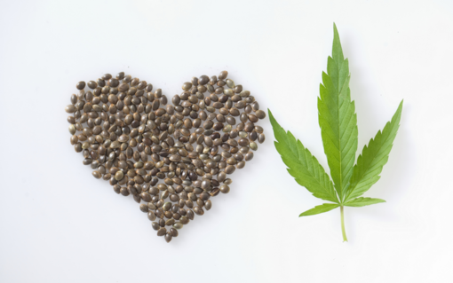 6 errori comuni nella conservazione dei semi di cannabis e come evitarli 6 errori comuni nella conservazione dei semi di cannabis e come evitarli