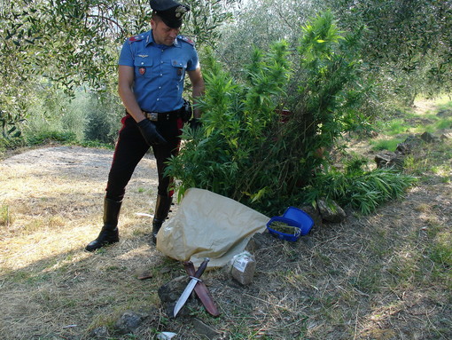 Imperia: piantagione di marijuana in regione Bastera, 58enne arrestato dai Carabinieri