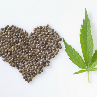 6 errori comuni nella conservazione dei semi di cannabis e come evitarli