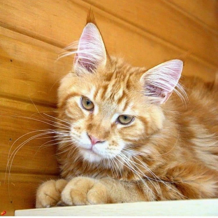 Sanremo: è stato smarrito in via Martiri il gatto Salem, l'appello della proprietaria