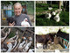 Il 31 marzo sfratto esecutivo per Cinzia Ferrara e i suoi 60 animali. La coltivatrice “Mi sembra di essere entrata in un vortice”
