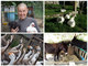 Capre, asini, anatre, cani e gatti a rischio sfratto. L’appello di Cinzia: ”Sono come i miei figli non voglio che siano abbattuti, aiutatemi" Capre, asini, anatre, cani e gatti a rischio sfratto. L’appello di Cinzia: ”Sono come i miei figli non voglio che siano abbattuti, aiutatemi"