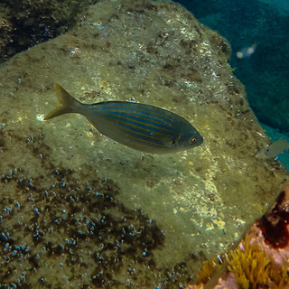 Cervo: domani in località Pilona una uscita in mare per riscoprire la targa dedicata ai 'Corallini'