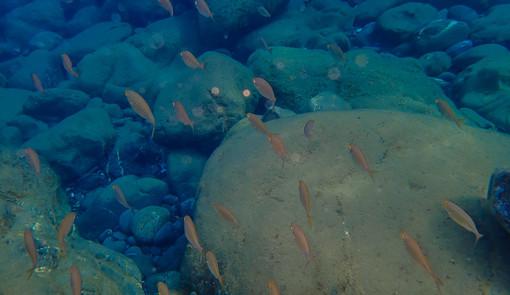 Un corso di snorkeling per giovani tra 10 e 15 anni organizzato oggi dall'associazione Informare a Cervo Un corso di snorkeling per giovani tra 10 e 15 anni organizzato oggi dall'associazione Informare a Cervo