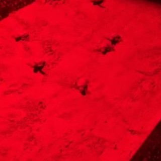 Miracolo alla 'Conca': nate le tartarughe Caretta caretta a Porto Maurizio