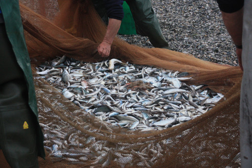 Pesca e acquacoltura, stanziati oltre 1,6 milioni per il settore in Liguria Pesca e acquacoltura, stanziati oltre 1,6 milioni per il settore in Liguria