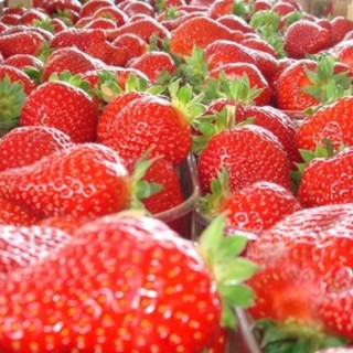 Peveragno pregusta la 67^ Sagra della Fragola (Video) Peveragno pregusta la 67^ Sagra della Fragola (Video)