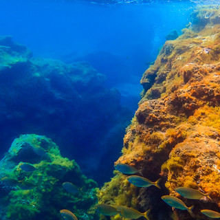 Alcune bellissime immagini di un lettore durante la sua prima esperienza di snorkeling nel mare antistante Cervo Alcune bellissime immagini di un lettore durante la sua prima esperienza di snorkeling nel mare antistante Cervo