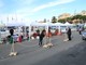 Sanremo: ecco il bando per chi vorrà un 'gazebo' nell'area di accoglimento dei crocieristi al porto