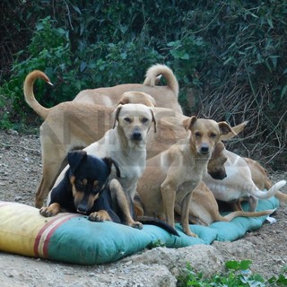 Camporosso: cercano ancora casa 40 cani a Santa Croce, diminuite le adozioni nel periodo estivo, circa una a settimana