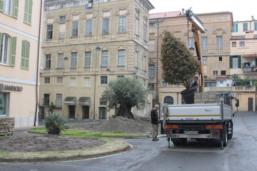 Sanremo: rimosso anche il giardino da piazza Borea D'Olmo, l'ulivo andrà in piazzale Vesco Sanremo: rimosso anche il giardino da piazza Borea D'Olmo, l'ulivo andrà in piazzale Vesco