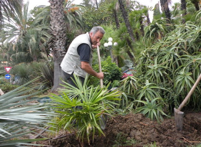 Sanremo: ai giardini comunali, sostituita la palma infestata dal punteruolo rosso