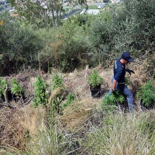 Vallebona: scoperta una piantagione di marijuana, due fratelli finiscono nei guai. Uno dei due arrestato