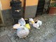 Santo Stefano al Mare: bidone in centro colmo di spazzatura, &quot;Potrebbe attirare topi&quot;