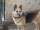 ENPA rifugio di Sanremo: ecco i cani da adottare