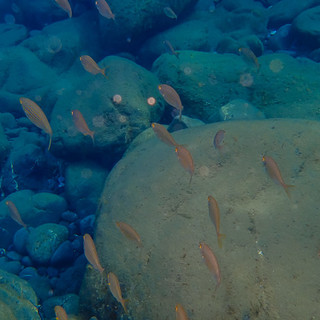 Un corso di snorkeling per giovani tra 10 e 15 anni organizzato oggi dall'associazione Informare a Cervo