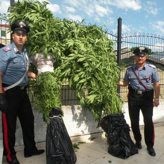 Vallecrosia: da un allacciamento abusivo ad un tubo dell'acqua i carabinieri scoprono 51 piante di marijuana Vallecrosia: da un allacciamento abusivo ad un tubo dell'acqua i carabinieri scoprono 51 piante di marijuana
