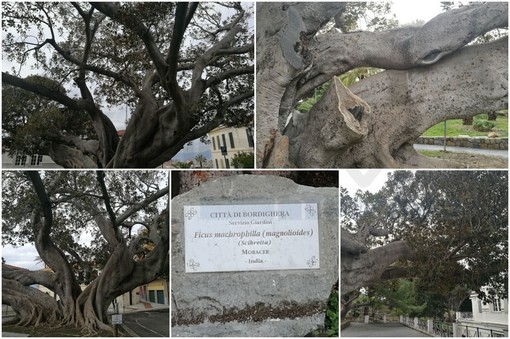 Bordighera: previsti per il mese di febbraio i primi interventi sul Ficus machrophilla monumentale davanti a Palazzo Garnier