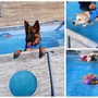Vallecrosia al Mare, cultura cinofila e corretta relazione uomo-cane: socializzazione in acqua al Bau Garden (Foto)