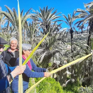 Bordighera, slegatura delle palme per ottenere parmureli: tradizione rispettata (Foto)