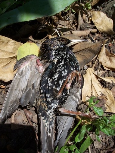 Il Tar Liguria sospende la illegittima caccia in deroga allo storno. Accolto in fase cautelare il ricorso LAC, LAV ed ENPA