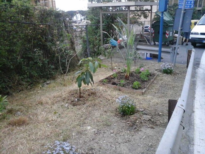 Sanremo Attiva: l'aiuola adottata la scorsa estate ha bisogno di continue cure per essere sempre in ordine
