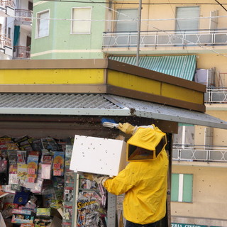 Serie di interventi dei vigili del Fuoco per la presenza di sciami d'api: intervento in atto a Sanremo