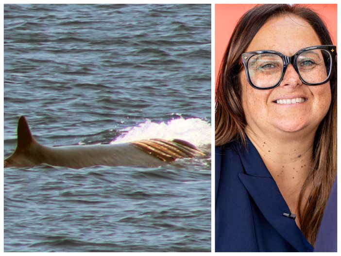 Santuario Pelagos, Bordighera Domani: "Nuove iniziative di salvaguardia dei cetacei"