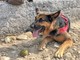 Sanremo: due spiagge libere saranno attrezzate per accogliere gli animali domestici, ok della Giunta Sanremo: due spiagge libere saranno attrezzate per accogliere gli animali domestici, ok della Giunta